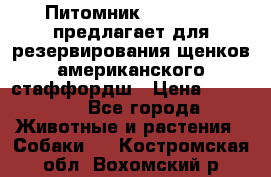 Питомник KURAT GRAD предлагает для резервирования щенков американского стаффордш › Цена ­ 25 000 - Все города Животные и растения » Собаки   . Костромская обл.,Вохомский р-н